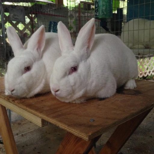 J B Rabbit Our Rabbits – JF Rabbits